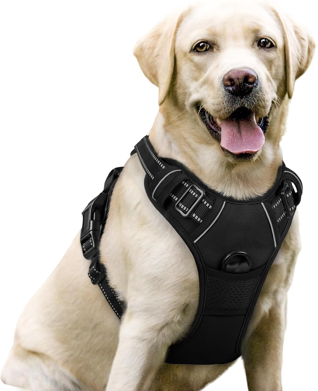 Hund trägt ein Führgeschirr beim Spaziergang